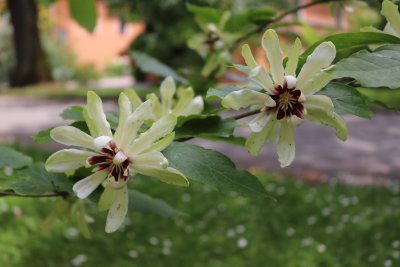 Calycantus x 'Venus' - sazaník křížený - květy (1)